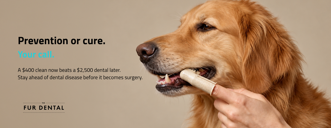 The Fur Dental vs Sedation Teeth Cleaning